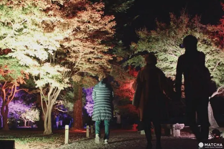 二條城夜間楓葉