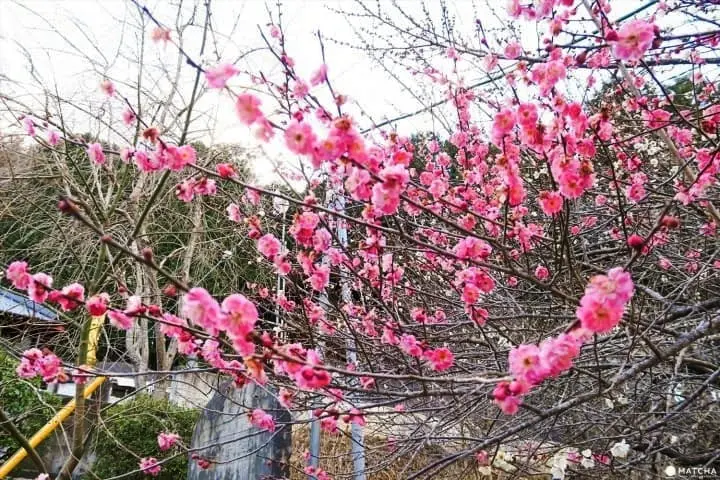 ชมธรรมชาติสี่ฤดูกาลที่ โยโรเคโคคุ จังหวัดชิบะ (Yorokeikoku Ravine, Chiba)