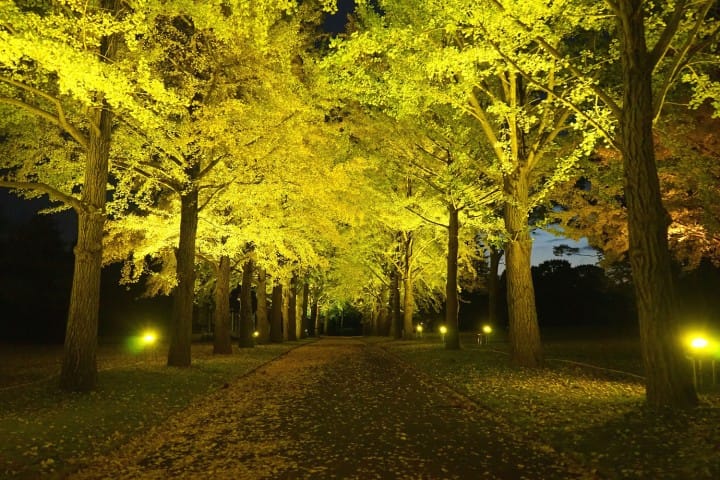 Bungee Amid Fall Colors! A Day Trip To Ibaraki's Most Beautiful Fall Spots