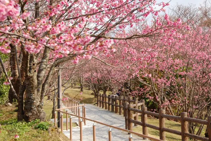 Nago Cherry Blossom Festival