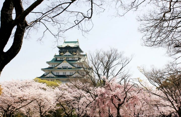 Inilah 10 Tempat Terbaik untuk Melihat Bunga Sakura di Osaka!