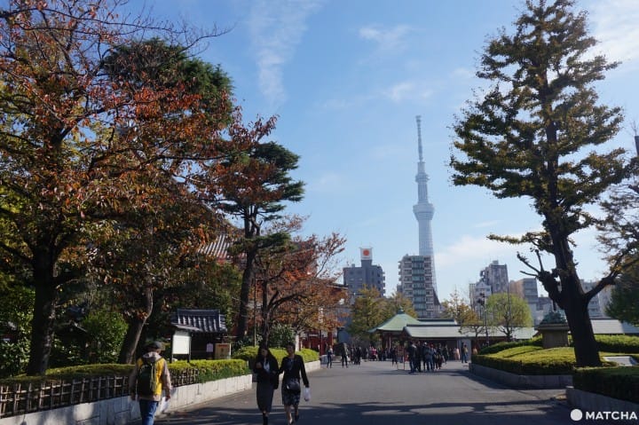 Wisata Ala Backpacker 7 Hari di Area Tokyo