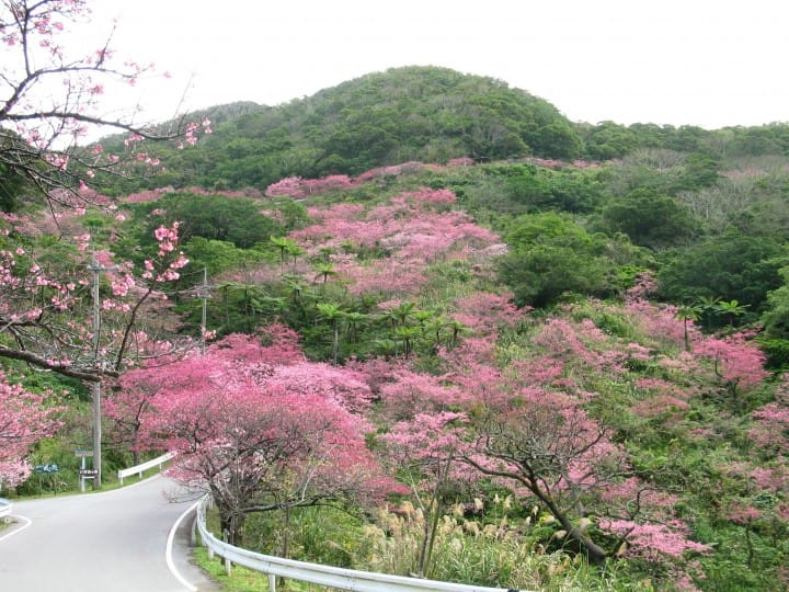 八重岳 桜並木