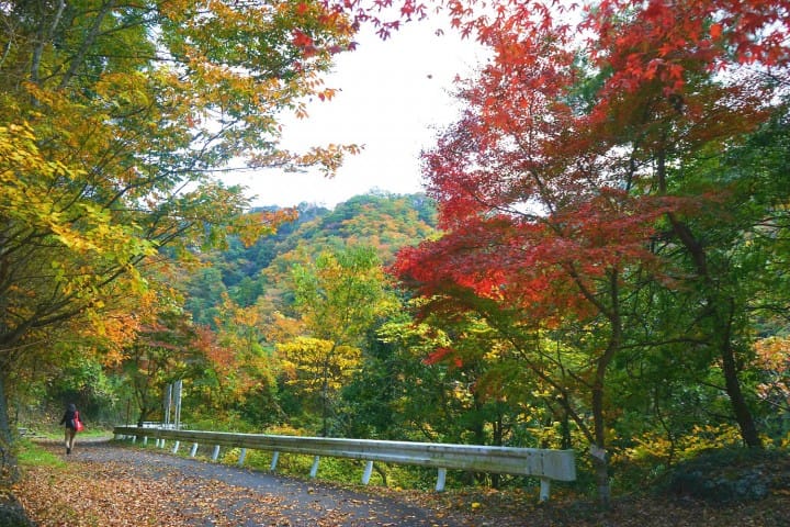 Bungee Among Ibaraki's Fall Colors! An Exciting Day Trip From Tokyo