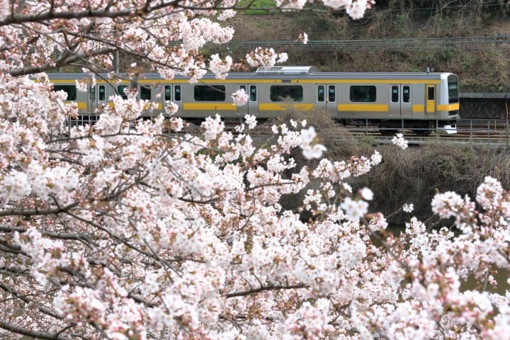 外濠公園 櫻花