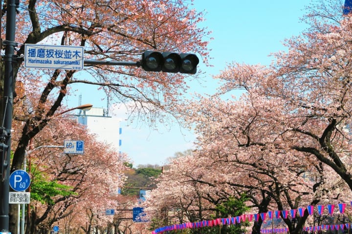 播磨坂 櫻花