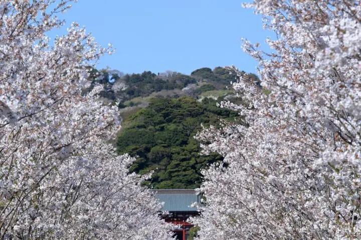 鶴岡八幡宮 櫻花