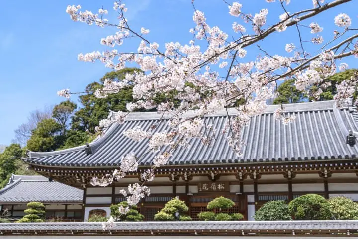 鎌倉賞櫻 圓覺寺