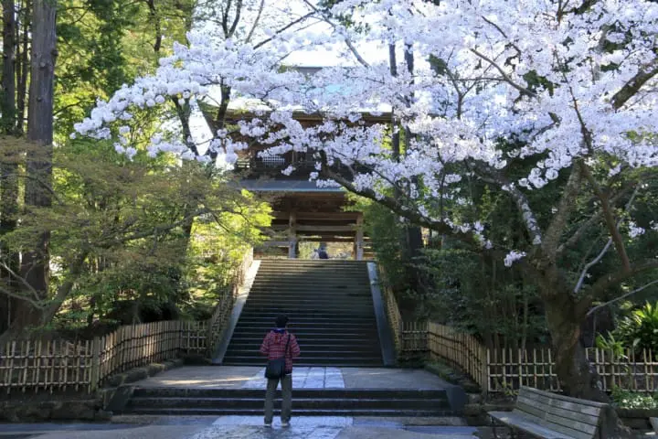 圓覺寺賞櫻 鎌倉
