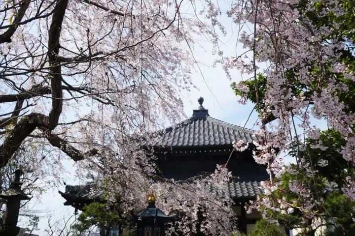 鎌倉賞櫻 本覺寺 