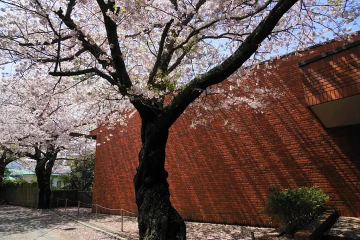 鎌倉賞櫻 景點推薦