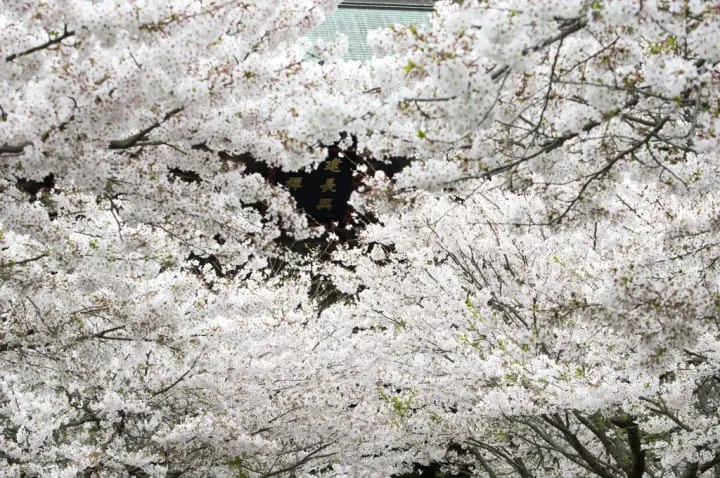建長寺 鎌倉賞櫻 櫻花隧道