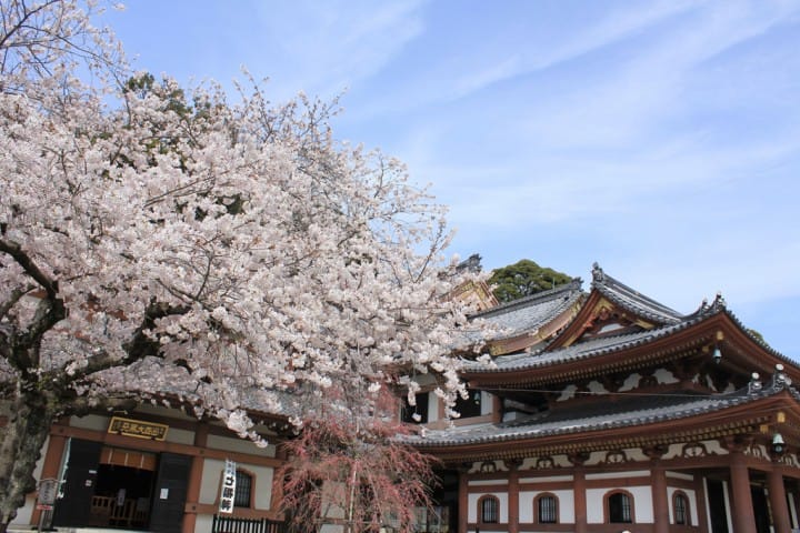 鎌倉 長谷寺 賞櫻