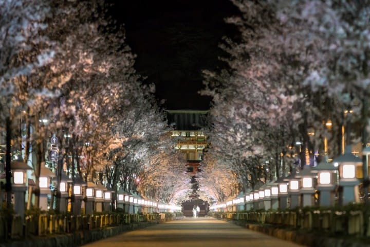 鎌倉 夜櫻 景點