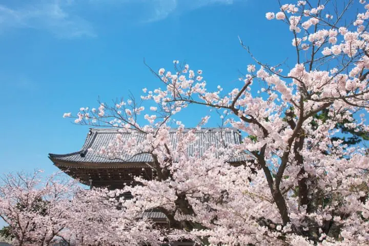  鎌倉 光明寺 賞櫻