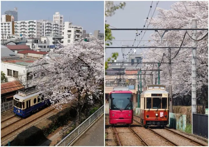 【東京】搭都電遊下町，一日賞櫻推薦行程