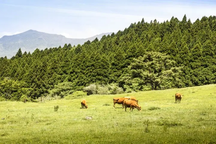 上色見熊野座神社