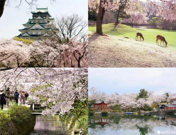 10 Great Cherry Blossom Viewing Spots in Kansai: Kyoto, Osaka, Nara, Hiroshima