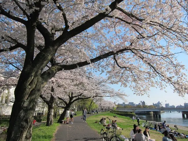 10 Great Cherry Blossom Viewing Spots in Kansai: Kyoto, Osaka, Nara, Hiroshima