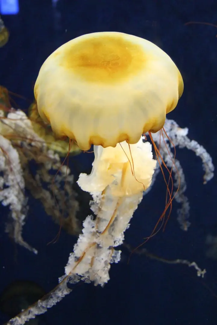 新江之島水族館