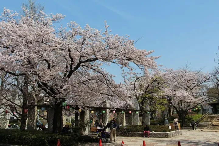【東京】搭都電遊下町，一日賞櫻推薦行程