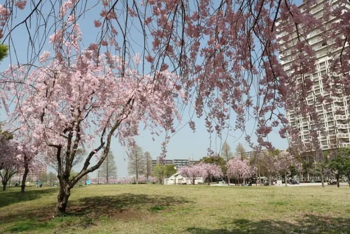 【東京】搭都電遊下町，一日賞櫻推薦行程