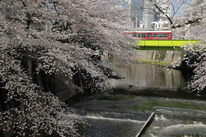 【東京】搭都電遊下町，一日賞櫻推薦行程
