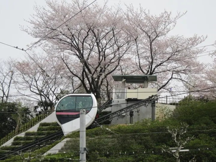 【東京】搭都電遊下町，一日賞櫻推薦行程