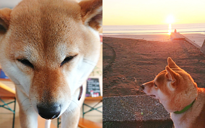 海宿食堂 柴犬