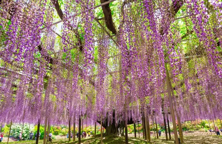 あしかがフラワーパーク