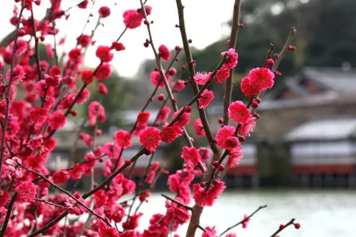 10 Winter Things To Do In Japan