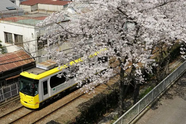 Cherry Blossoms And Sweets! Hop On The TOKYO SAKURA TRAM In Spring