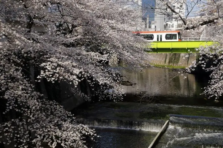 Cherry Blossoms And Sweets! Hop On The TOKYO SAKURA TRAM In Spring