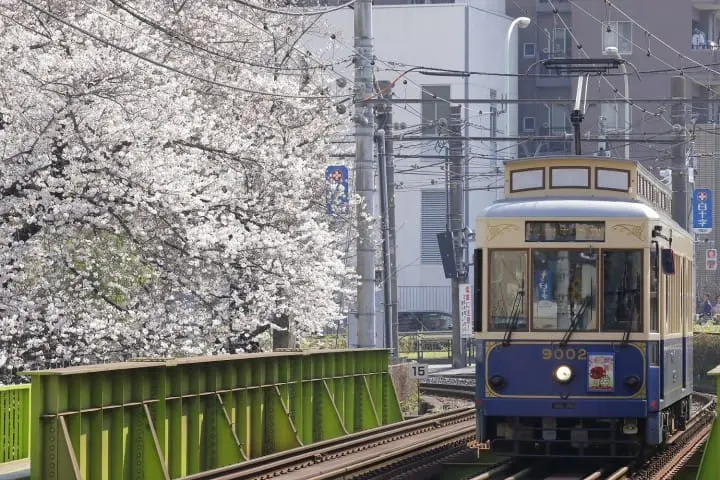 Cherry Blossoms And Sweets! Hop On The TOKYO SAKURA TRAM In Spring