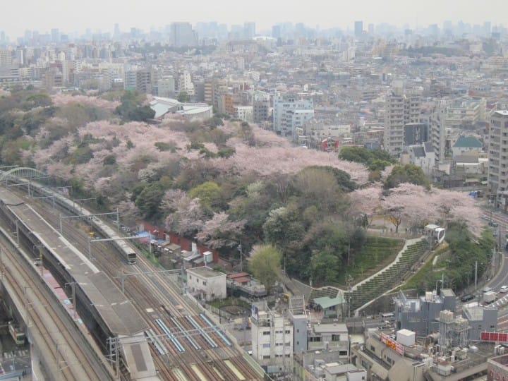 Cherry Blossoms And Sweets! Hop On The TOKYO SAKURA TRAM In Spring