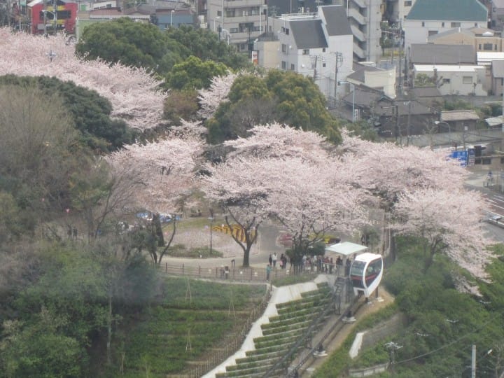 Cherry Blossoms And Sweets! Hop On The TOKYO SAKURA TRAM In Spring