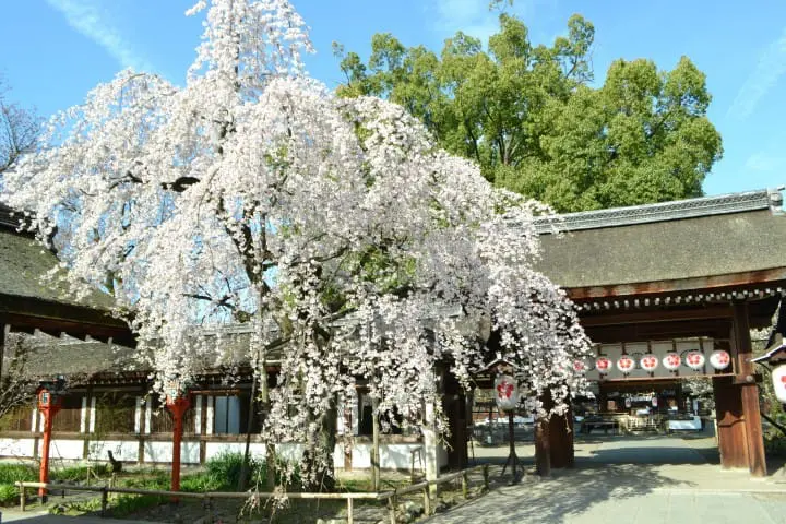 平野神社
