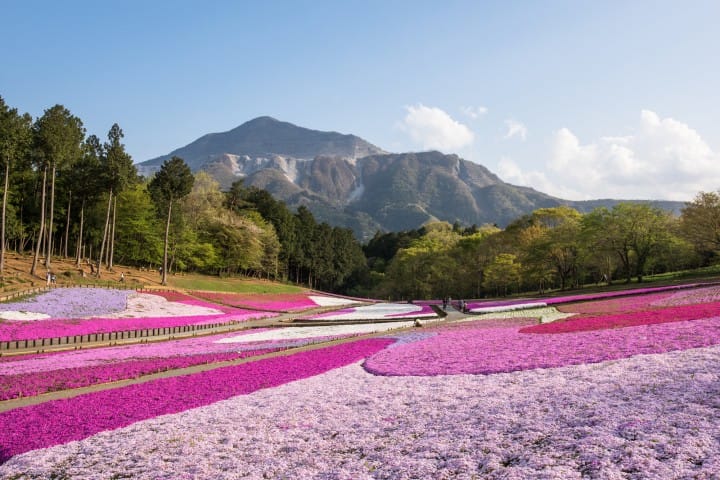 羊山公園