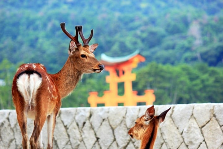 猫 鹿 クジラ 動物と友達になれる 日本の観光スポット5選 Matcha 訪日外国人観光客向けwebマガジン