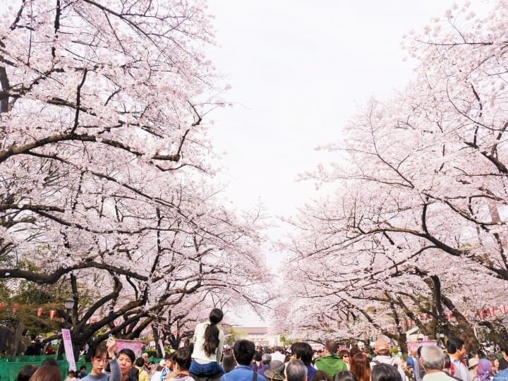 上野公園 賞櫻