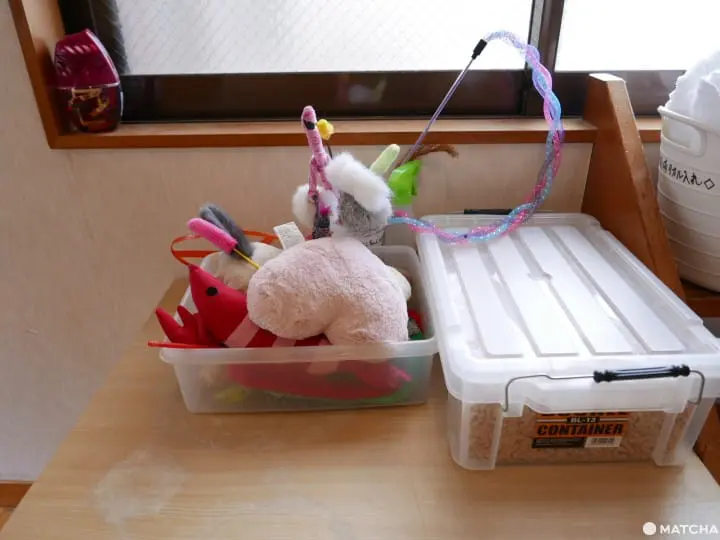 貓奴必去！不只是貓咪咖啡廳的貓咪陪睡日式旅館