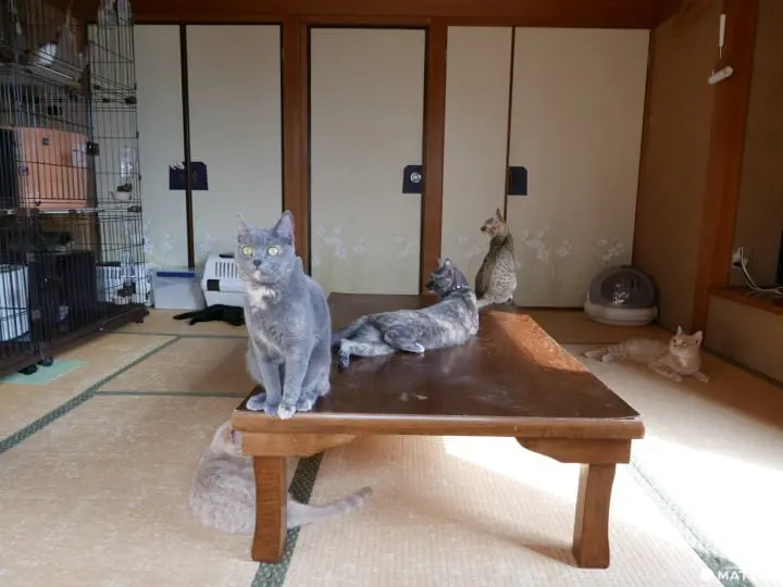 貓奴必去！不只是貓咪咖啡廳的貓咪陪睡日式旅館