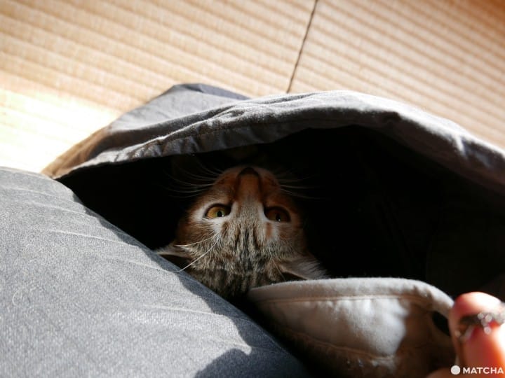 猫奴必去!不只是猫咪咖啡厅的猫咪陪睡日式旅馆