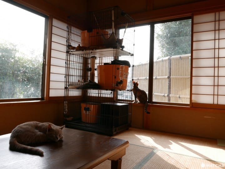 猫奴必去!不只是猫咪咖啡厅的猫咪陪睡日式旅馆
