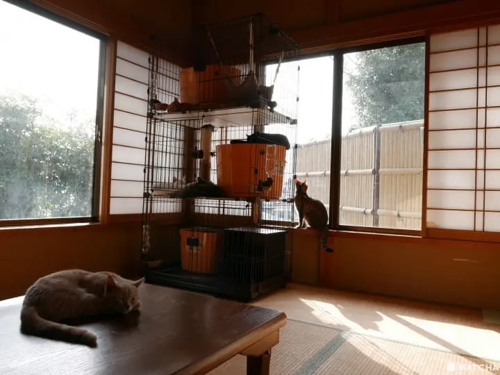 貓奴必去！不只是貓咪咖啡廳的貓咪陪睡日式旅館