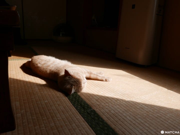 猫奴必去!不只是猫咪咖啡厅的猫咪陪睡日式旅馆