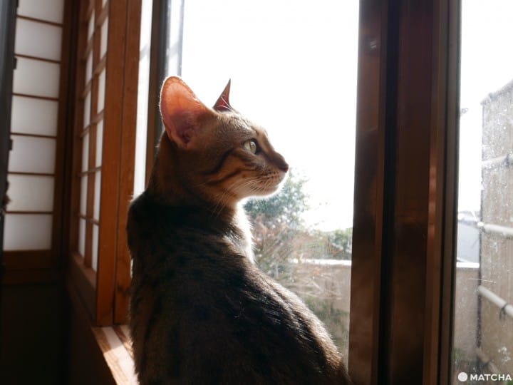 猫奴必去!不只是猫咪咖啡厅的猫咪陪睡日式旅馆