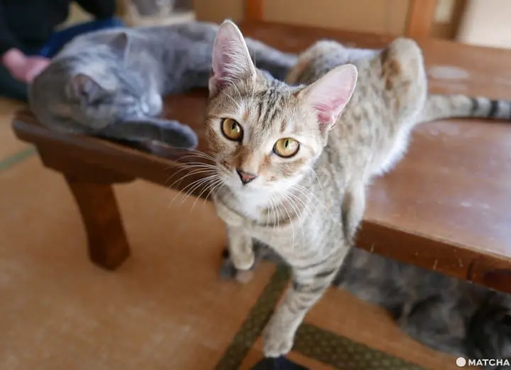 貓奴必去！不只是貓咪咖啡廳的貓咪陪睡日式旅館