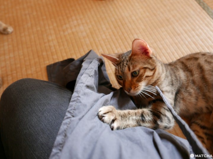 猫奴必去!不只是猫咪咖啡厅的猫咪陪睡日式旅馆
