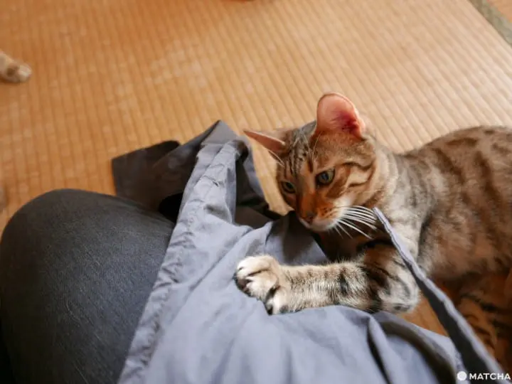 貓奴必去！不只是貓咪咖啡廳的貓咪陪睡日式旅館